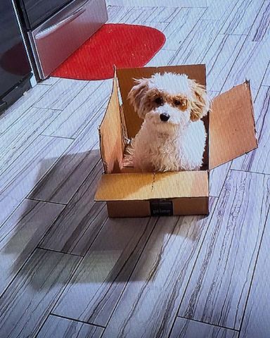 Cute Bichpoo named Honey Bun