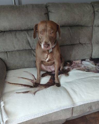 Cute dog named Annabelle
