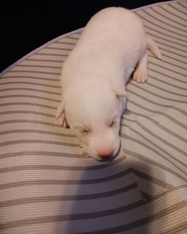 Cute Siberian Husky and German Shepard mix named Puppies