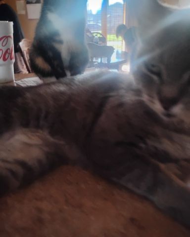 Cute cat named Bell