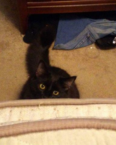 Cute Unsure named Sylvester