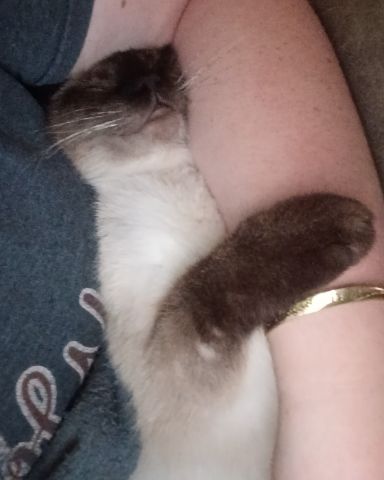 Cute Siamese named Ace