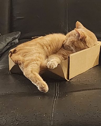 Cute Orange Floof named Harley