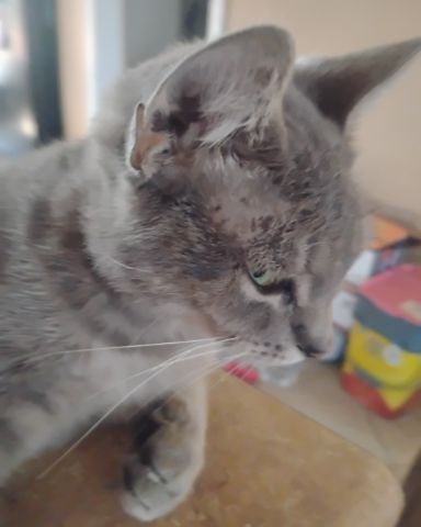 Cute cat named Bell