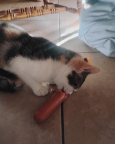 Cute cat named Kiki