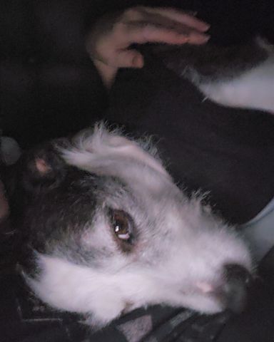 Cute terrier named Willie