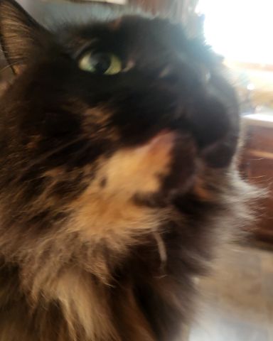 Cute cat named Minnie