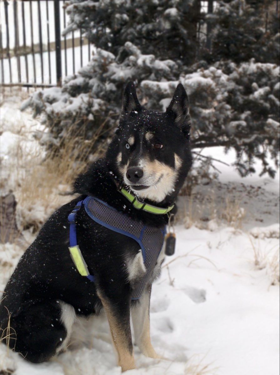 Cute Husky Mix named Loki