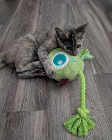 Cute cat named Sadie