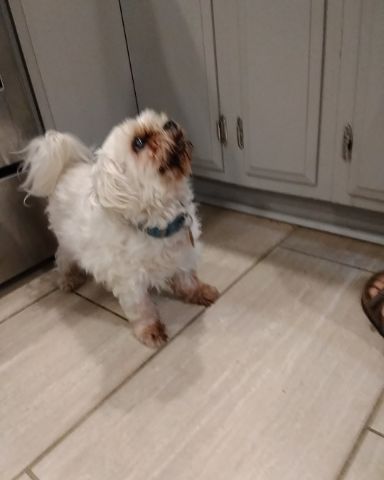 Cute Maltese named Clyde Chessnut