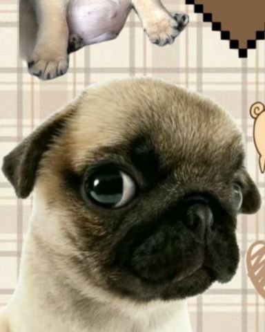 Cute pug named lucy