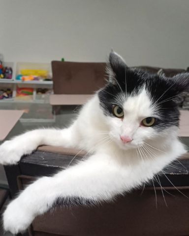Cute Tuxedo named Manchhas