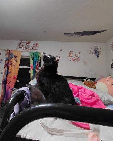 Cute cat named Kitty