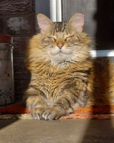 Cute Norwegian Forest Cat named Hot Tamale/Mollie