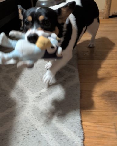 Cute Paran Brook Corgi named hazel
