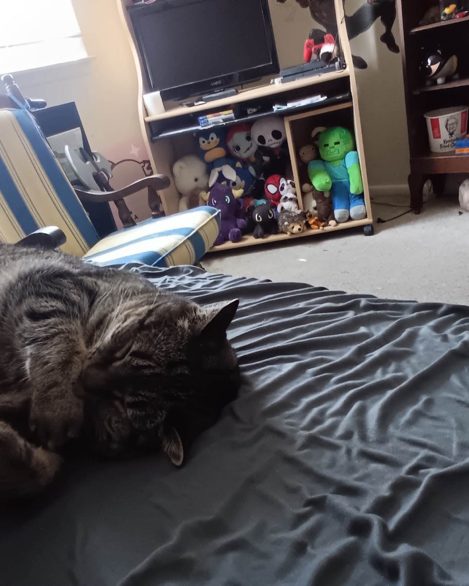 Cute cat named ReyRey