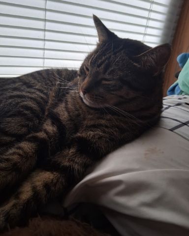 Cute cat named brimstone