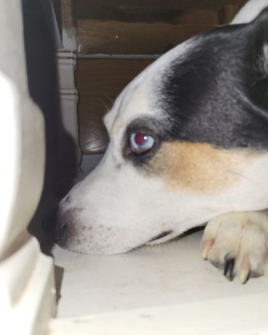Cute 1/4 Chihuahua 3/4 Queensland healer named Billy