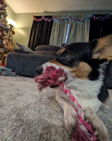 Cute Paran Brook Corgi named hazel