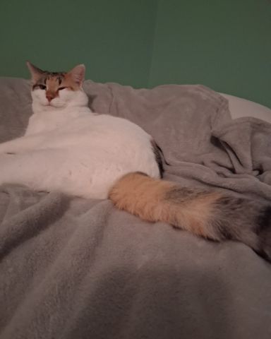 Cute Calico maincoon named Callie