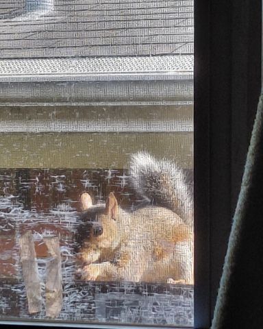 Cute Squirrels named Squirrels Daily 🐿