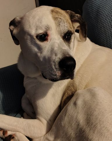 Cute Great Dane Mix named Ladybug