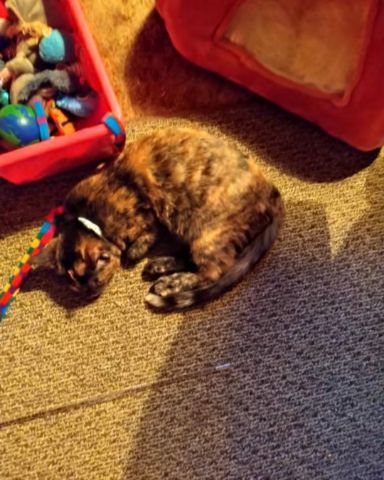 Cute cat named Gizmo