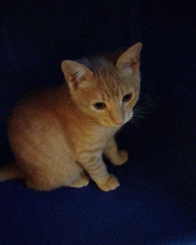 Cute orange named panther mc manther