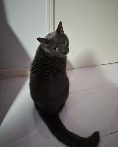 Cute cat named Marshall 🩶 Geoffrey