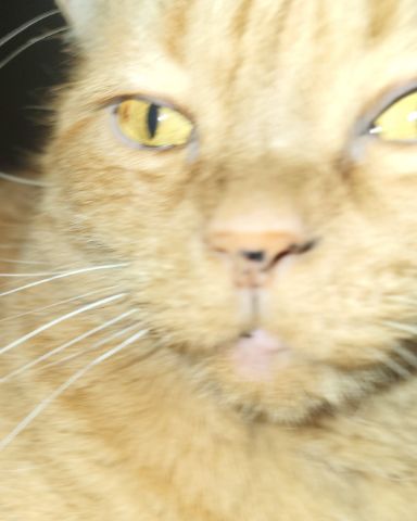 Cute American Shorthair named Rosie