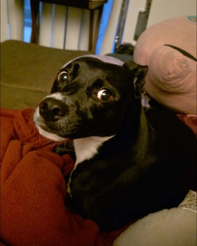 Cute Black Labrador Chihuahua mix named Siddalee (Sidda)