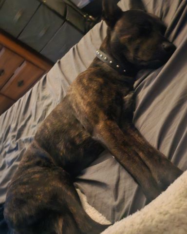 Cute German Shepherd Pit Boxer mix named Luna Aurora