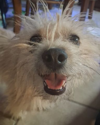 Cute mut named rocky