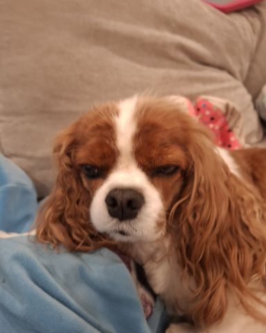 Cute Cavalier King Charles Spaniel named Arya