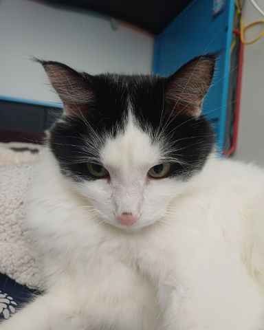 Cute Tuxedo named Manchhas