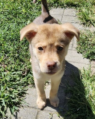 Cute Golden Retriever, Pitbull, English Mastiff, Siberia husky, C named Smokey