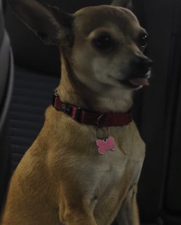 Cute rat terrier chihuahua mix named peanut butter (pb)