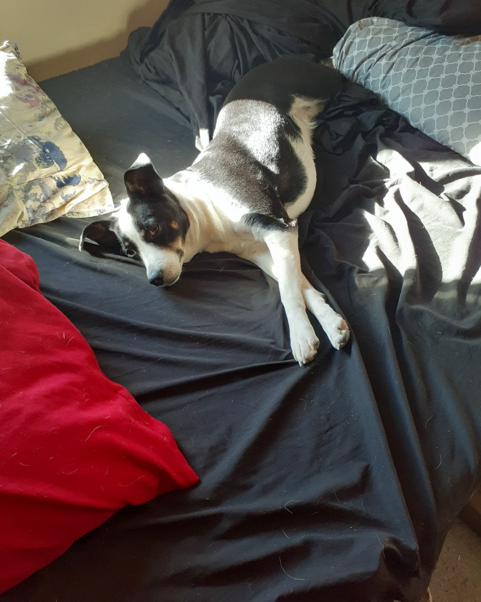 Cute Aussie/ Blue Heeler named Midi