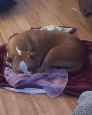 Cute dog named Max