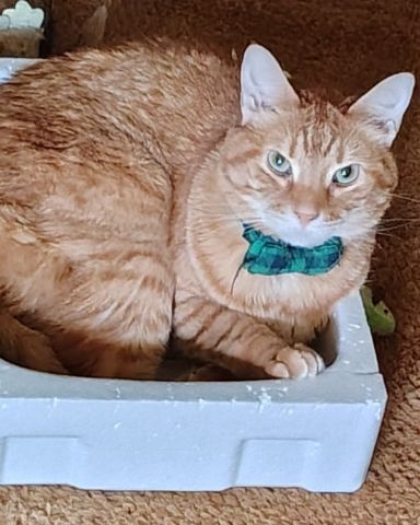 Cute Ginger named Harry
