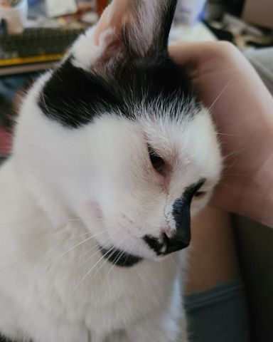 Cute moo cow named Mr. Simon