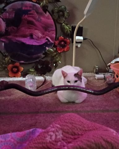 Cute cat named SnowBall