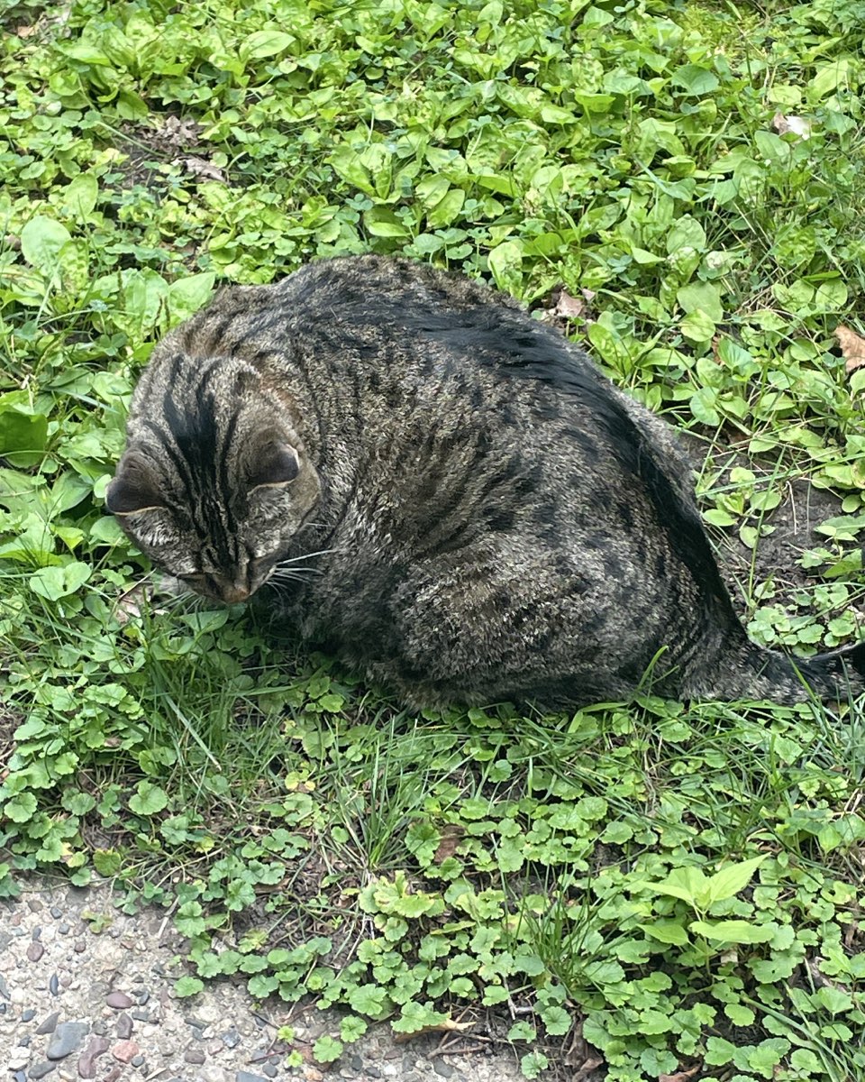 Cute cat named ReyRey