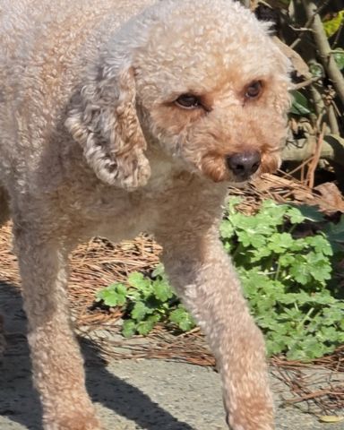 Cute Cockapoo named Elvis