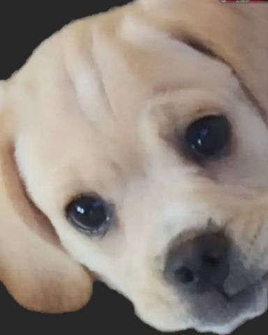 Cute puggle (beagle and pug mix) named pickles