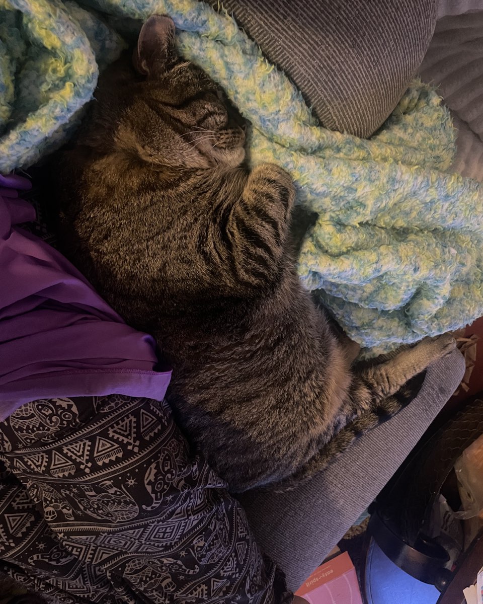Cute cat named ReyRey