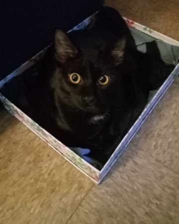 Cute cat named Danny