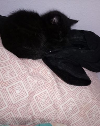 Cute cat named Suka