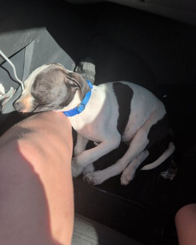 Cute full blooded pitbul named Marshalls