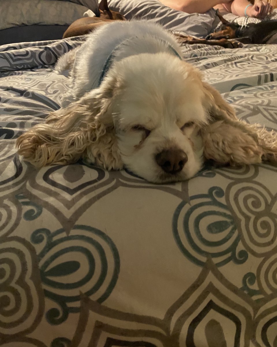 Cute Cocker Spaniel rabbit named Honey